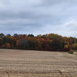 Field Of Fall